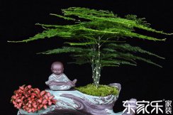 這些綠植超長待機改善室內空氣質量妥妥的!